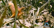 Natural Wonders of the Caribbean (2012) - Seagrasses